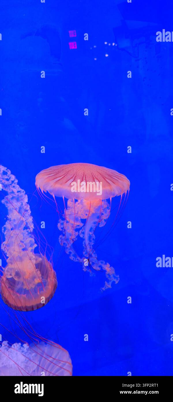 Pac Vector View of Pacific sea nettle jellyfish swimming in a blue tank at the ...