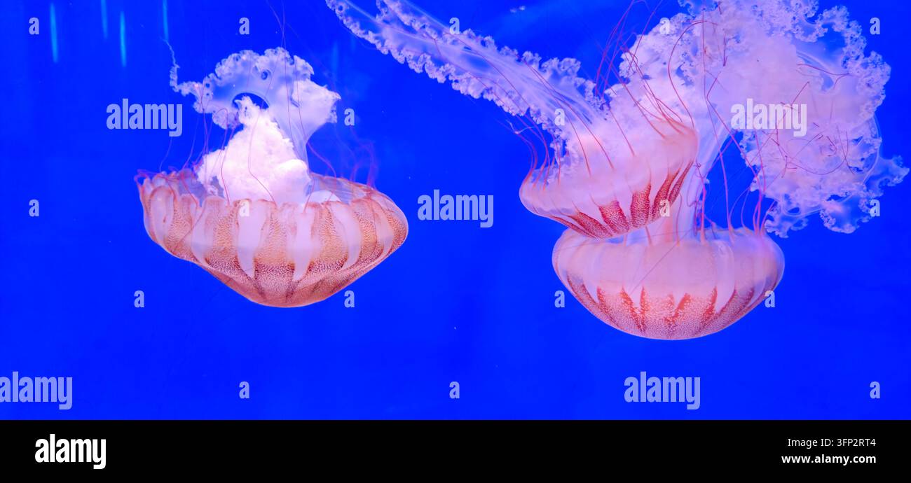 Pac Vector View of Pacific sea nettle jellyfish swimming in a blue aquarium tank ...