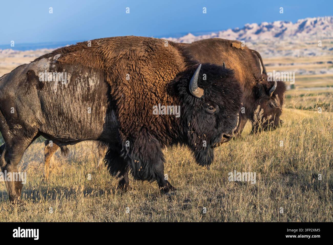 Bison roaming rugged Badlands terrain under vast open sky Stock Photo ...