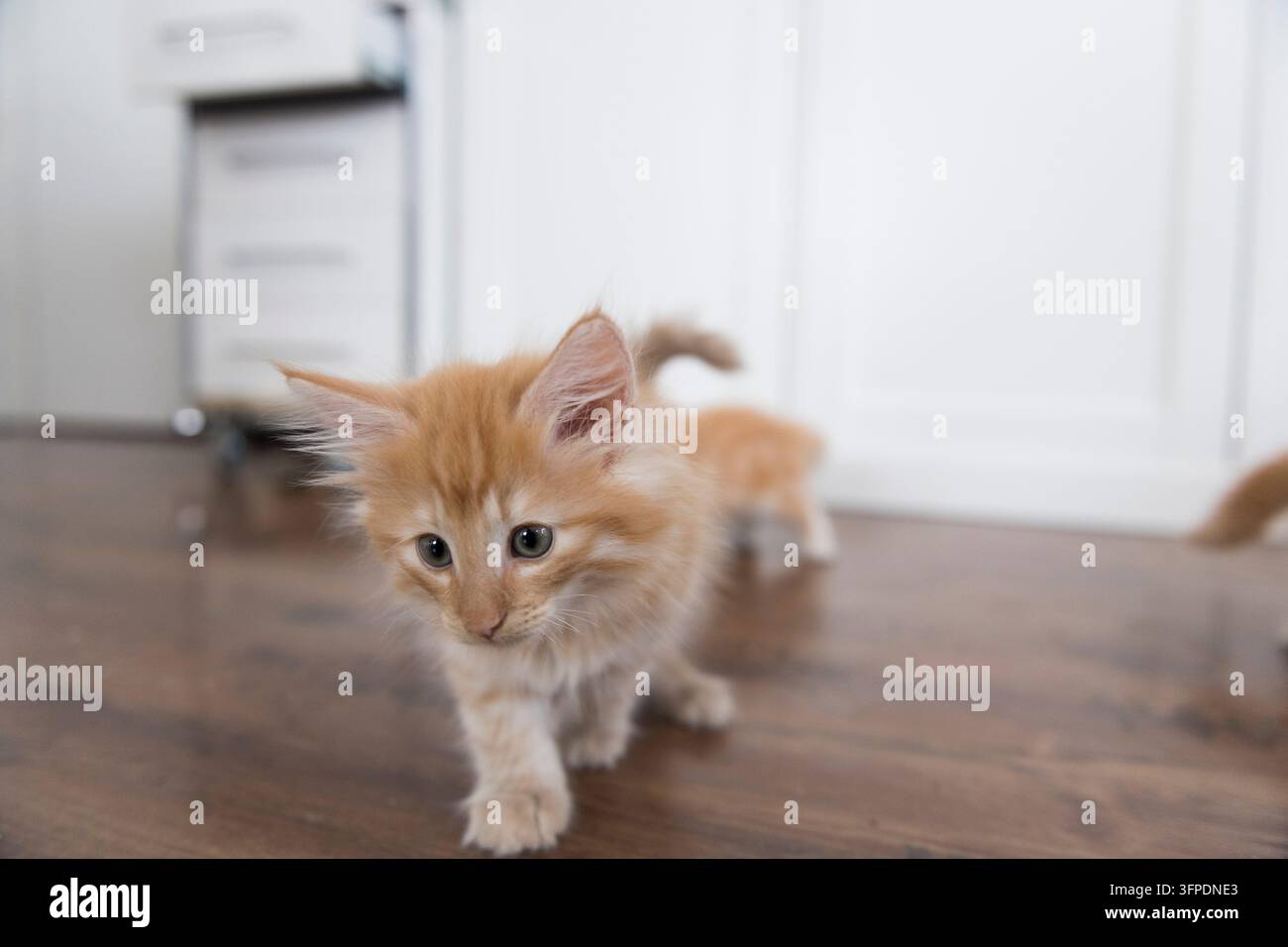 Active Norwegian Forest Cat Kitten Stock Photo
