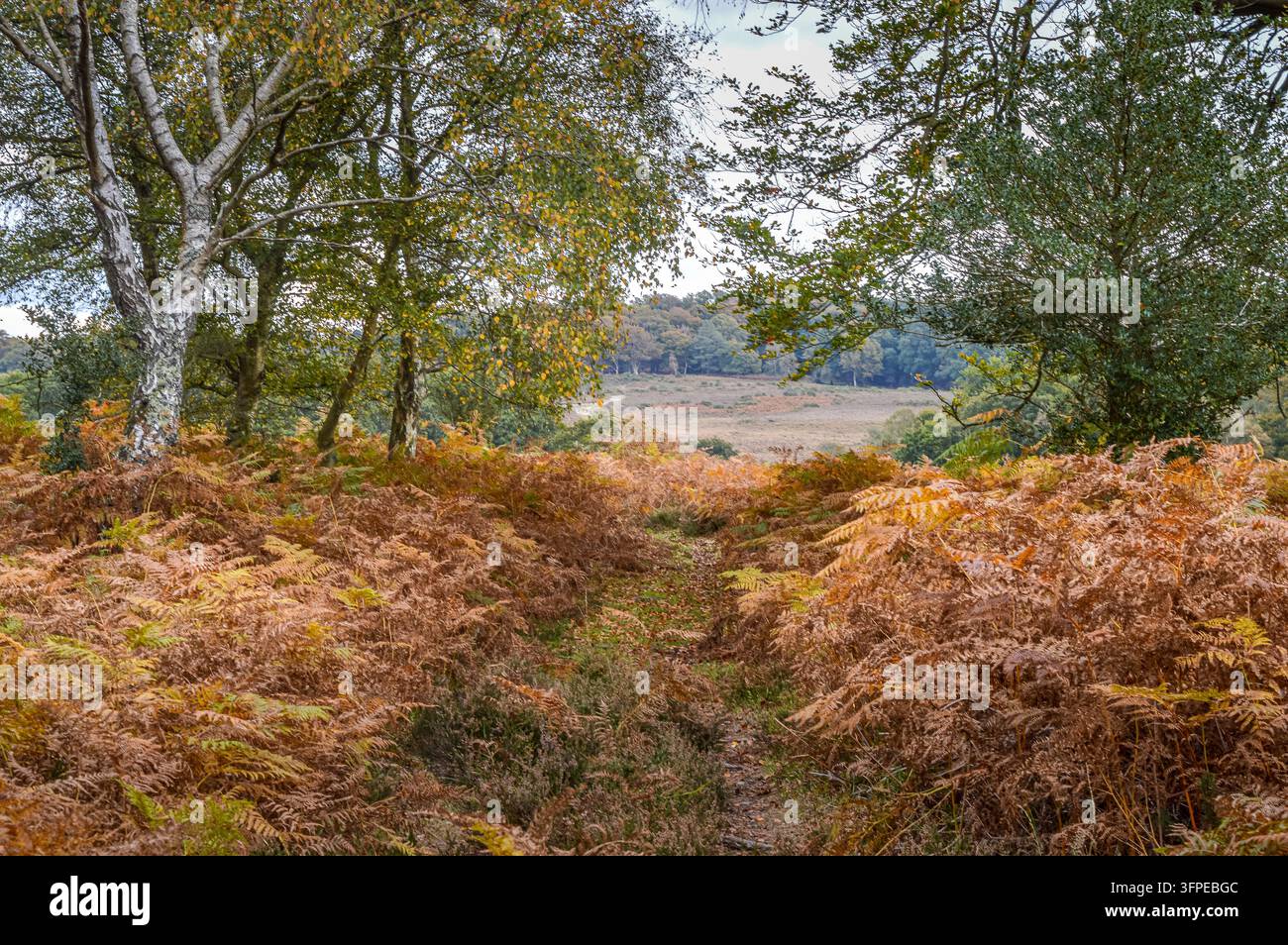 Winter scene in new england landscape hi-res stock photography and ...