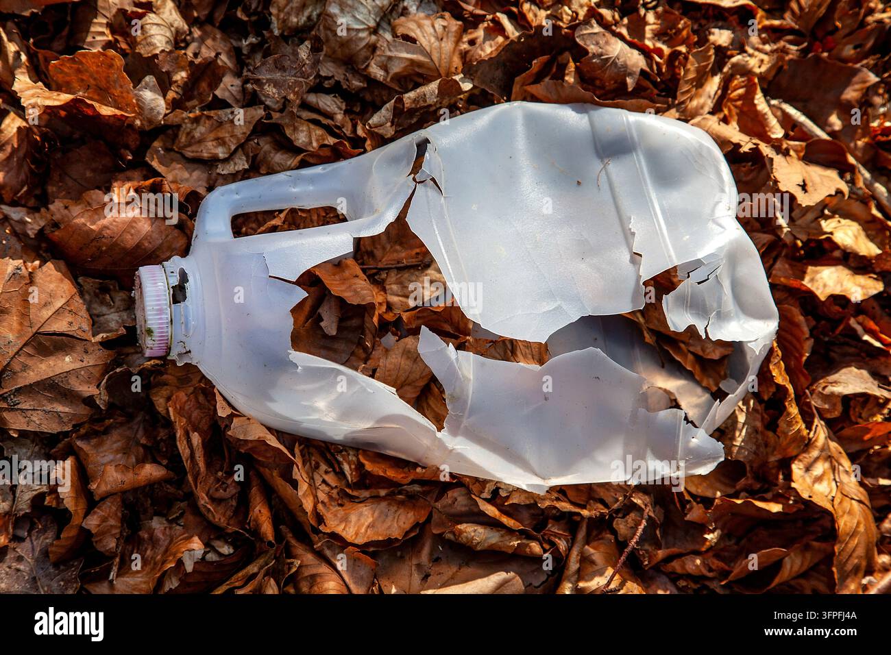 A degrading plastic milk container discarded among brown autumn leaves symbolising modern plastic pollution and environmental neglect Stock Photo
