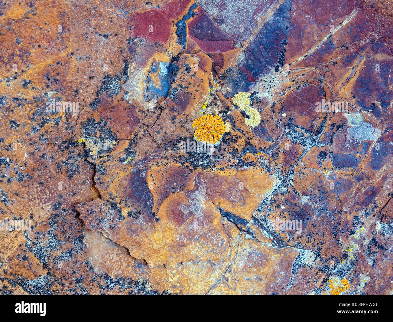 Detail of various lichen growing on the flaking surface of a rock in ...