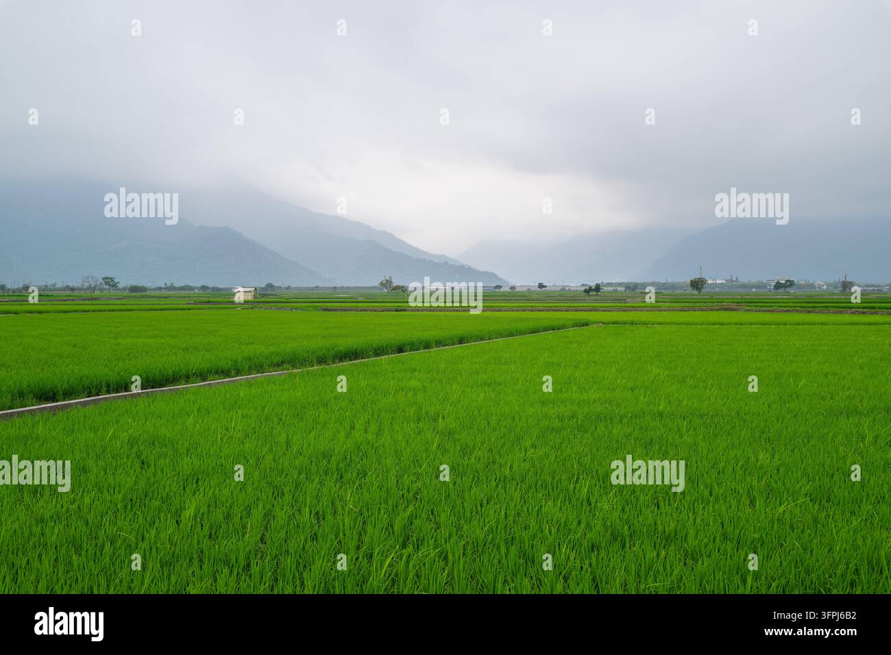 Greend Rice Field Wide landscape of vibrant green rice fields under a cloudy sky with ...