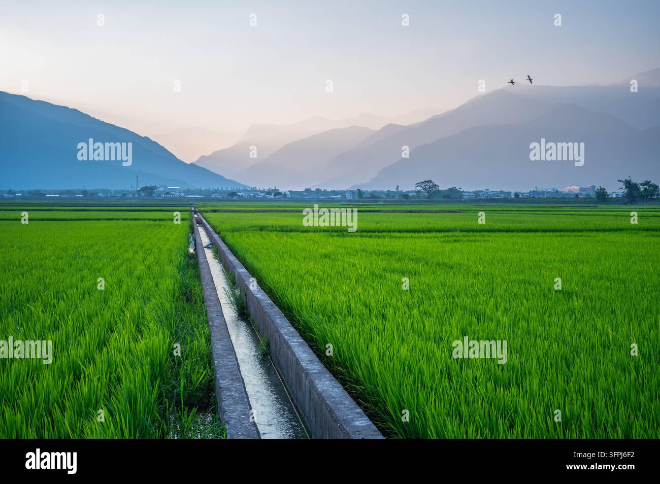 Greend Rice Field Vibrant green rice fields stretching towards misty mountains under an ...