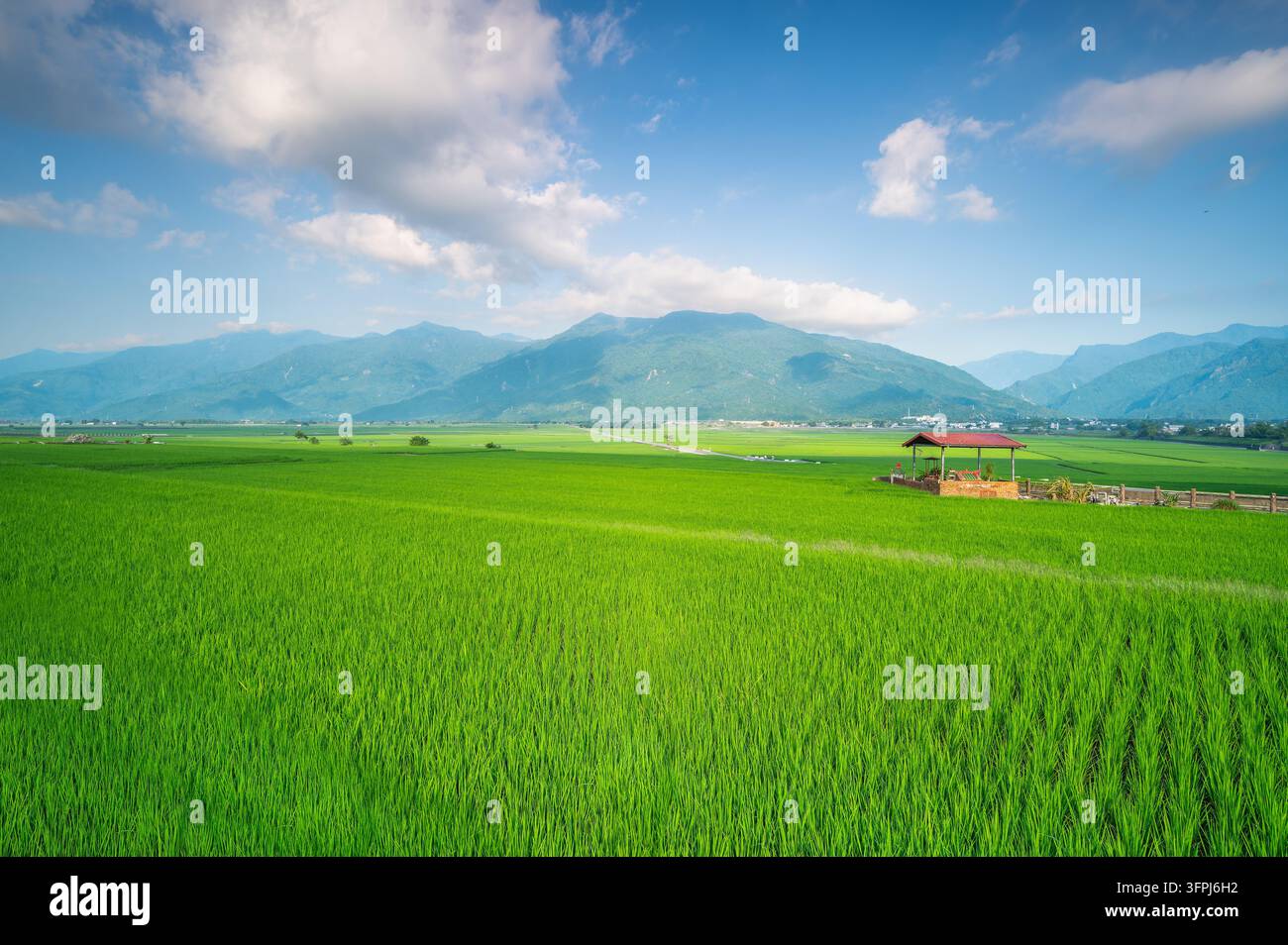 Greend Rice Field Vast green rice fields under a blue sky with white clouds, with distant ...