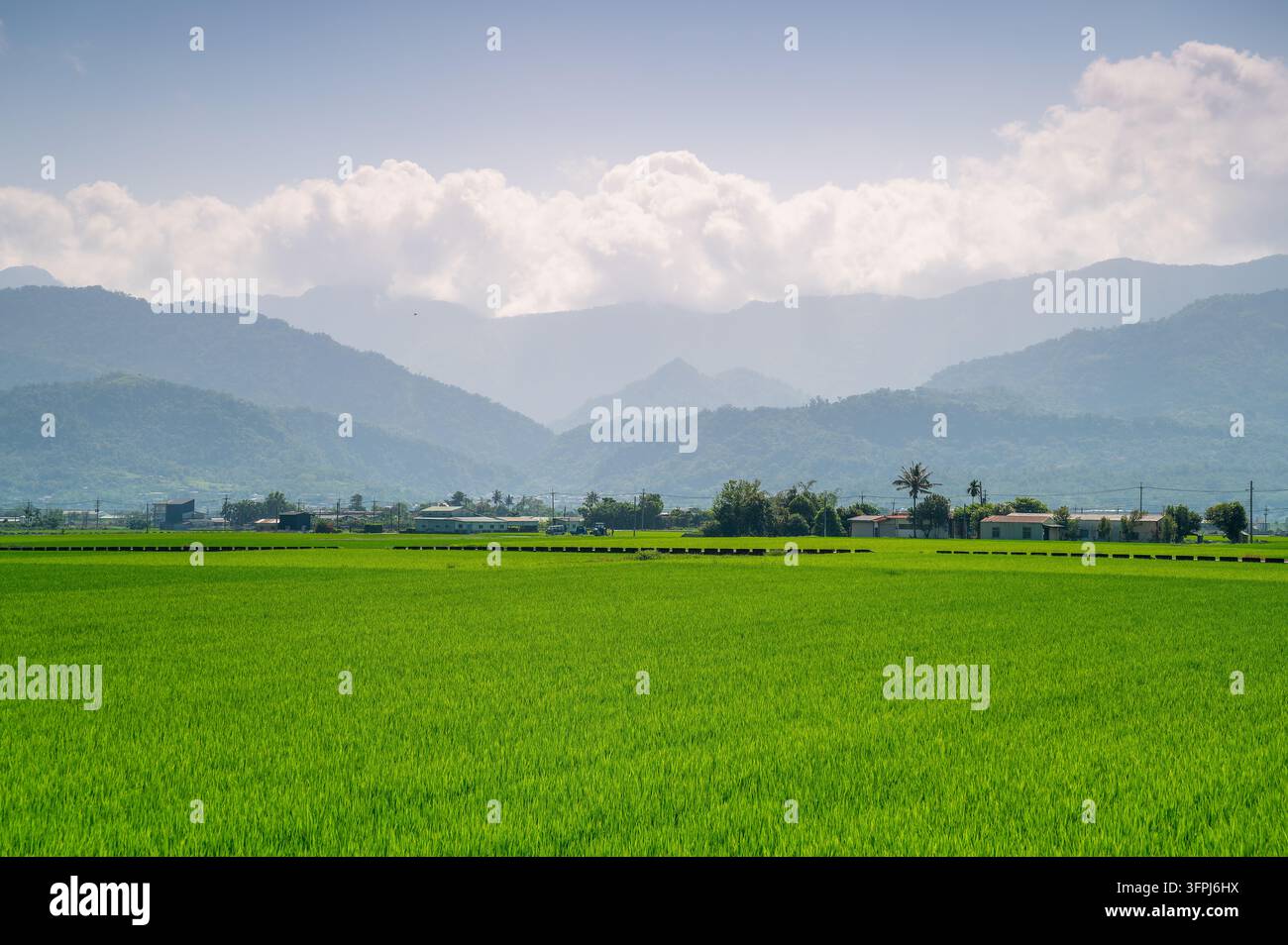 Heart Rice Paddy Vibrant green rice paddy fields stretching out towards misty mountain ...