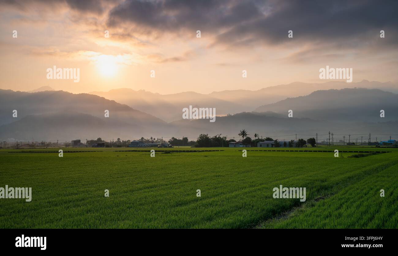 Heart Rice Paddy Early morning sunlight glowing through morning mist over lush green ...