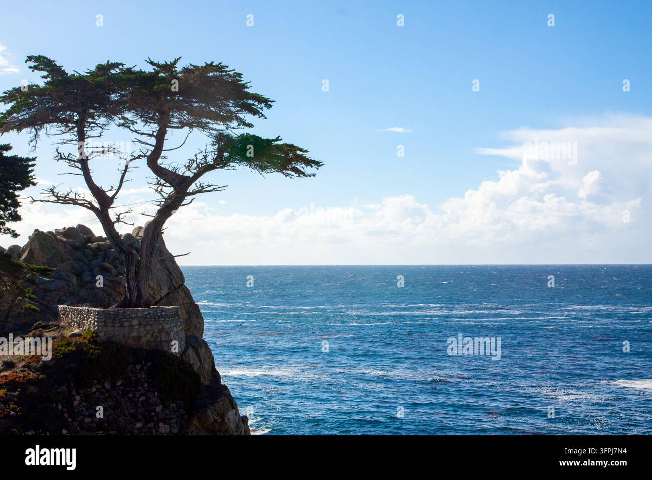 The iconic Lone Cypress tree stands majestically on a rugged granite ...