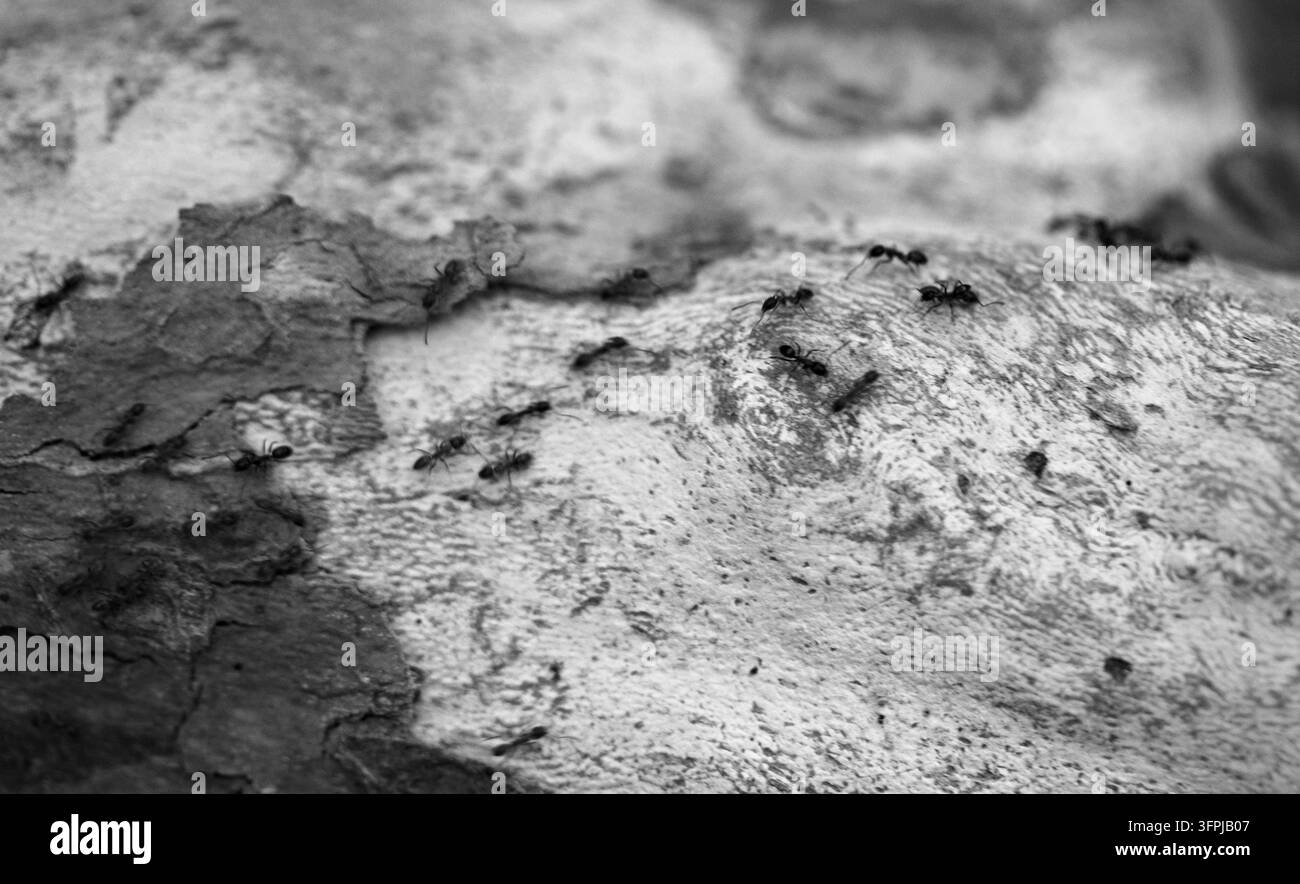 Close-up of multiple ants moving across peeling tree bark, showing ...