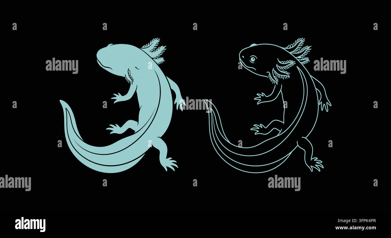Set of standing axolotl illustrations including solid silhouette and line Stock Vector