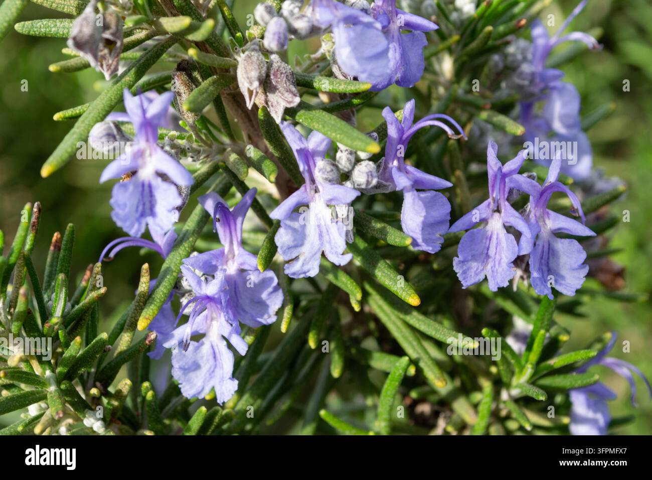 Purple rosemary flowers and green leaves in sunlight Stock Photo