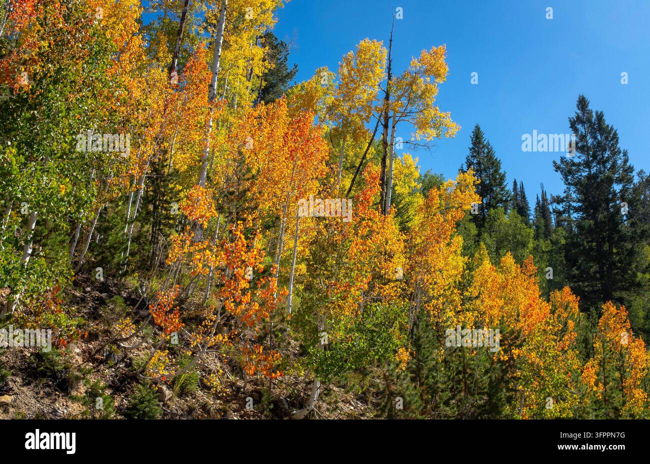 Deep Color Schemes September 20, 2026: Cool autumn temperatures, deep blue skies, and ...