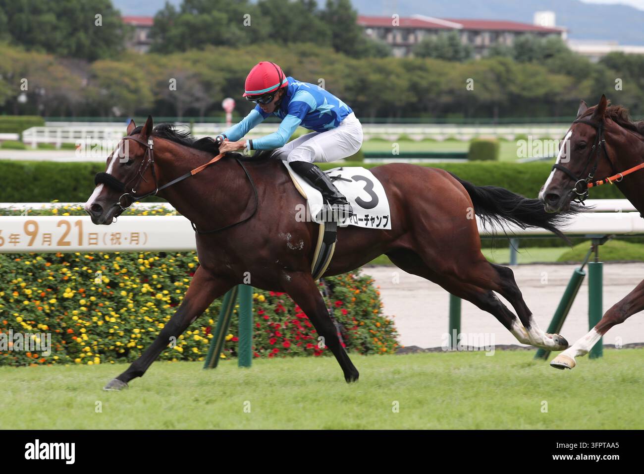 2026/09/20 HANSHIN 03R / 2 / Shallow Champ / Mirai Iwata Jockey Hanshin ...
