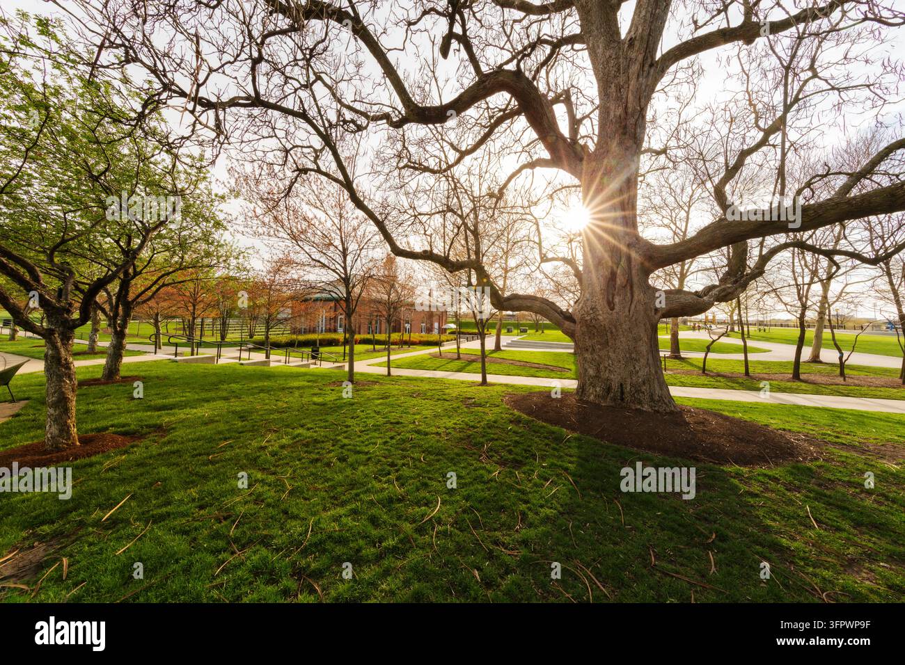 Sunlight shines through the branches of a large tree. Stock Photo