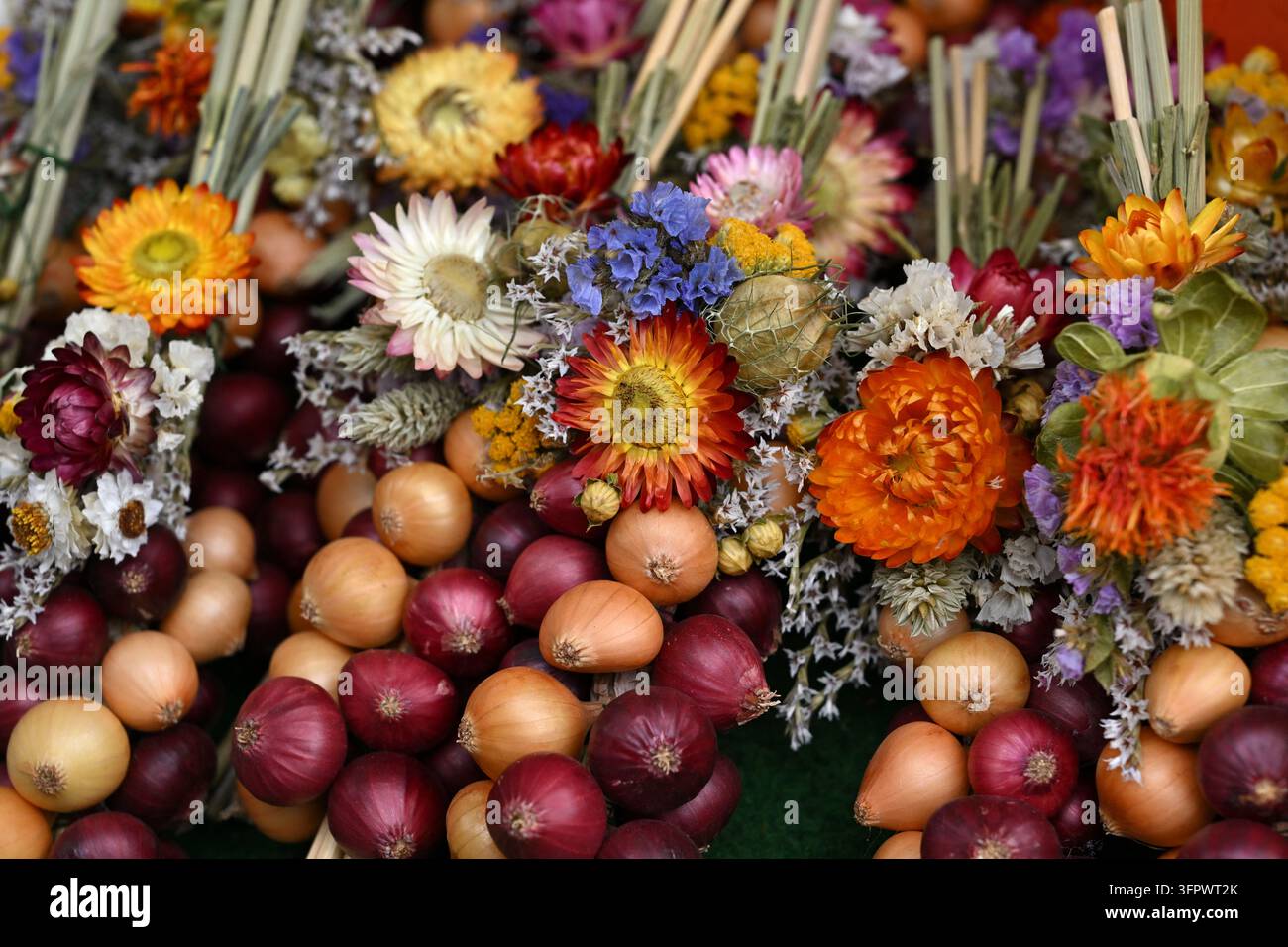 Corn Rows Stock Image 09 October 2026, Thuringia, Weimar: Onion braids are displayed at a ...