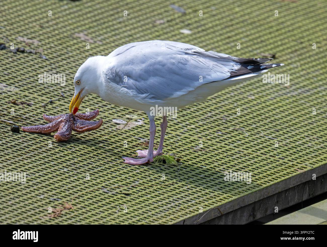 Curved legs under hi-res stock photography and images - Alamy