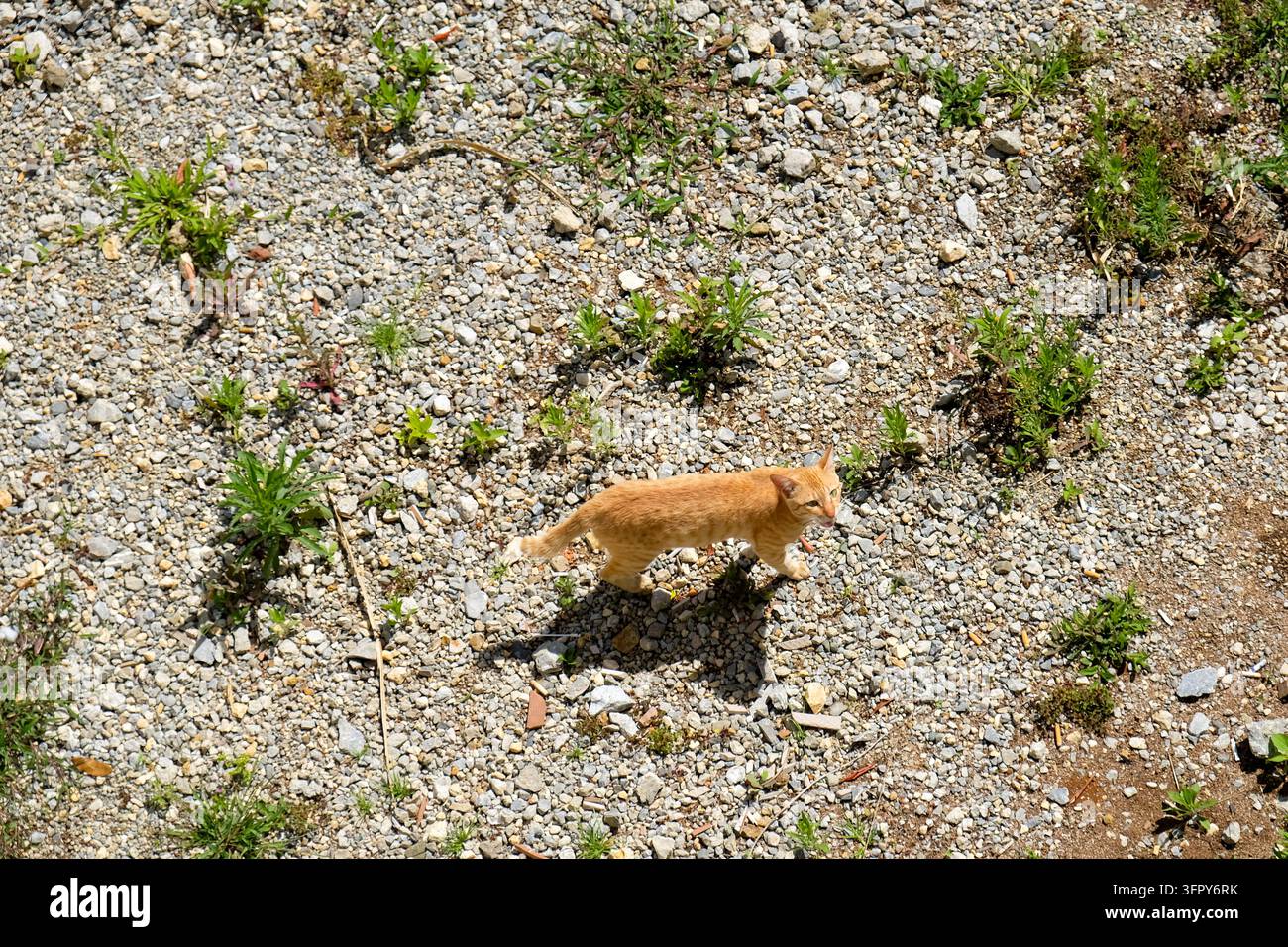 Cute ginger cat walking on a gravel and pebble path in natural sunlight Stock Photo