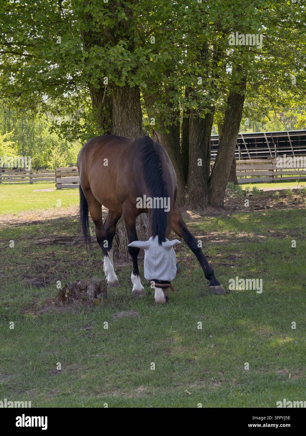 Light colored horse wearing hi-res stock photography and images - Alamy