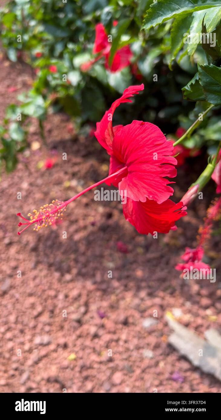 Footage hibiscus flower rosa sinensis hi-res stock photography and ...
