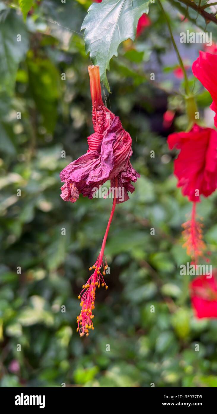 Footage hibiscus flower rosa sinensis hi-res stock photography and ...