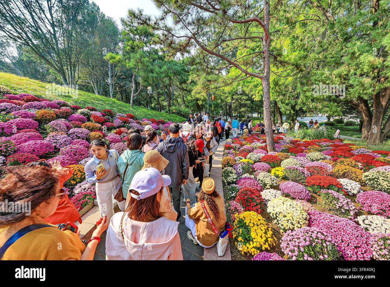 Chrysanthemums bloom in full splendor at Ritan Park in Beijing, China ...