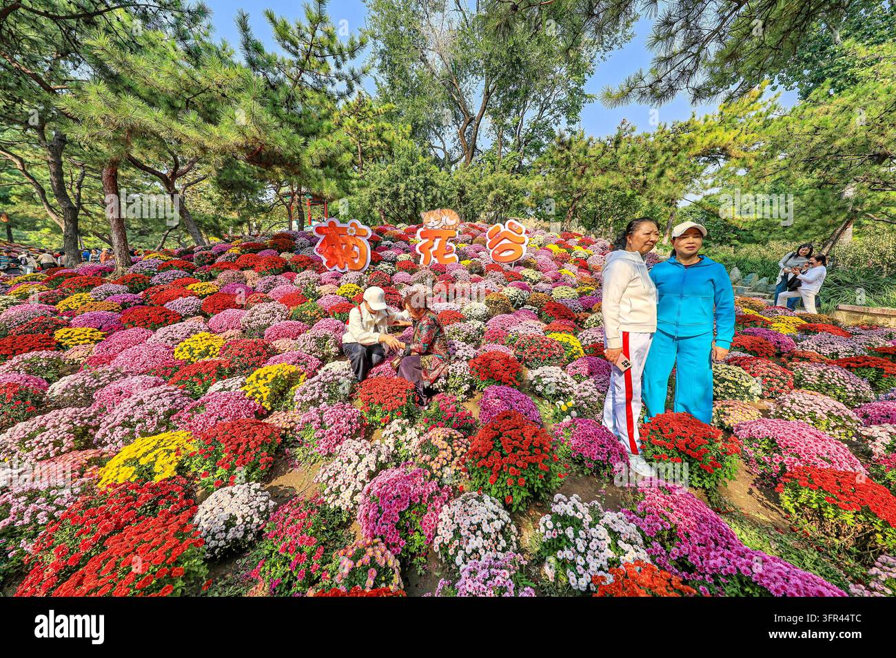 Chrysanthemums bloom in full splendor at Ritan Park in Beijing, China ...
