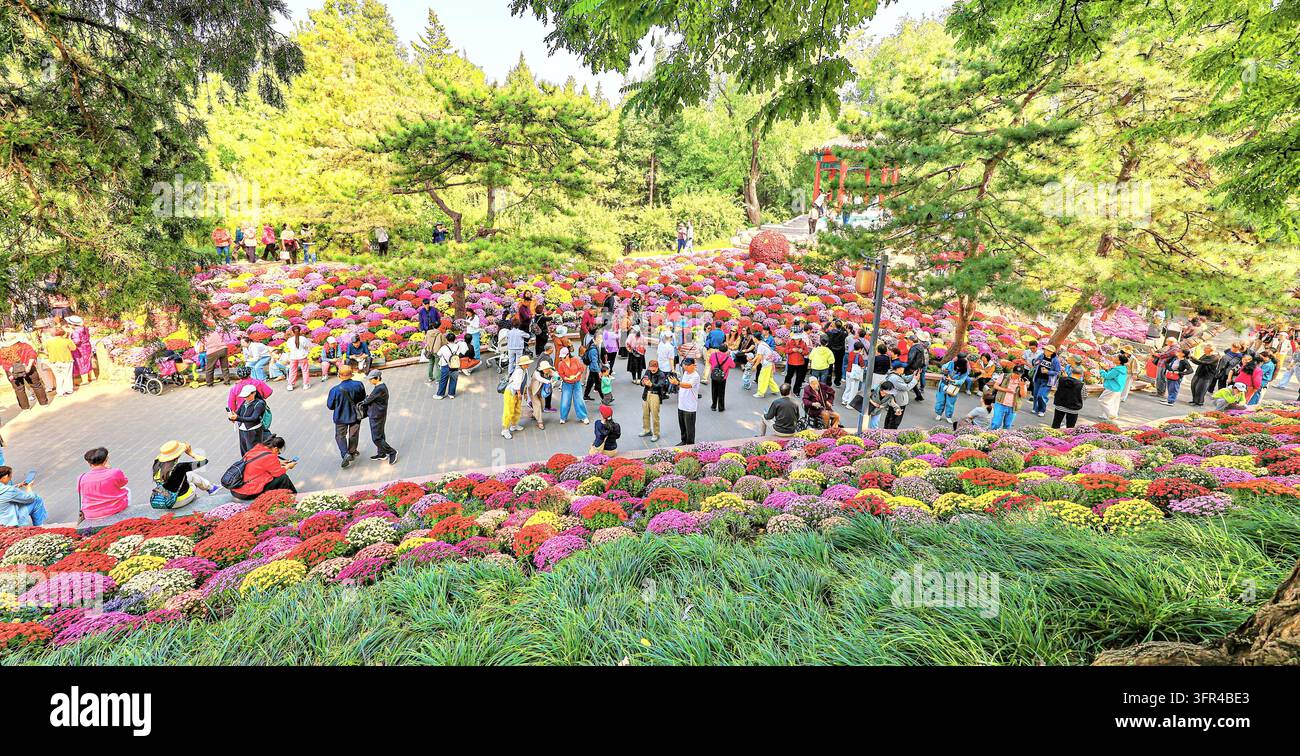 Chrysanthemums bloom in full splendor at Ritan Park in Beijing, China ...