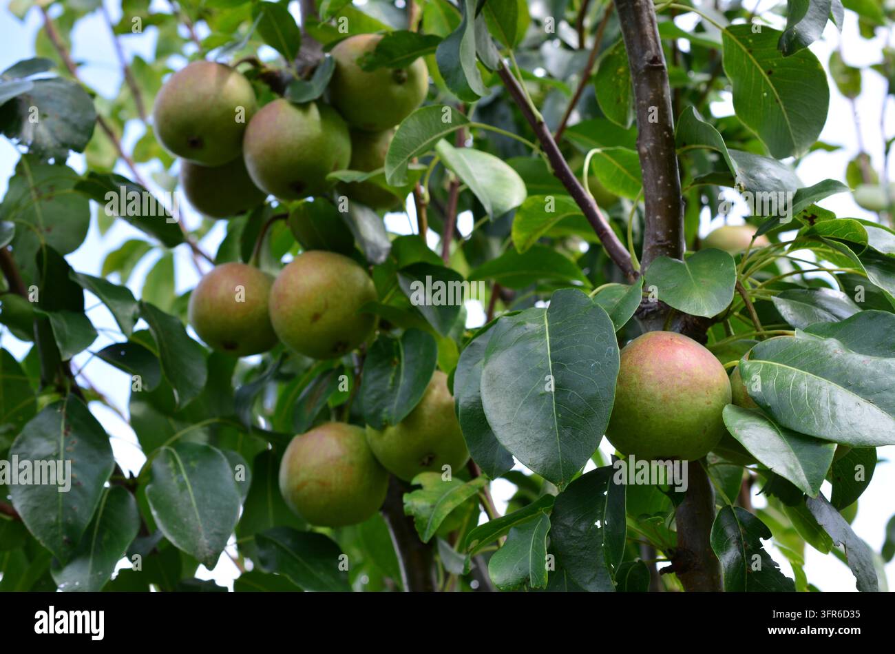 pear tree with a bunch of ripe pears close up Stock Photo