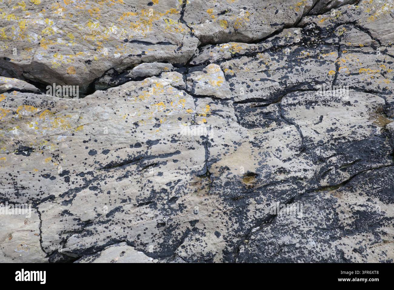 Black and yellow lichen patterns spreading across weathered coastal ...