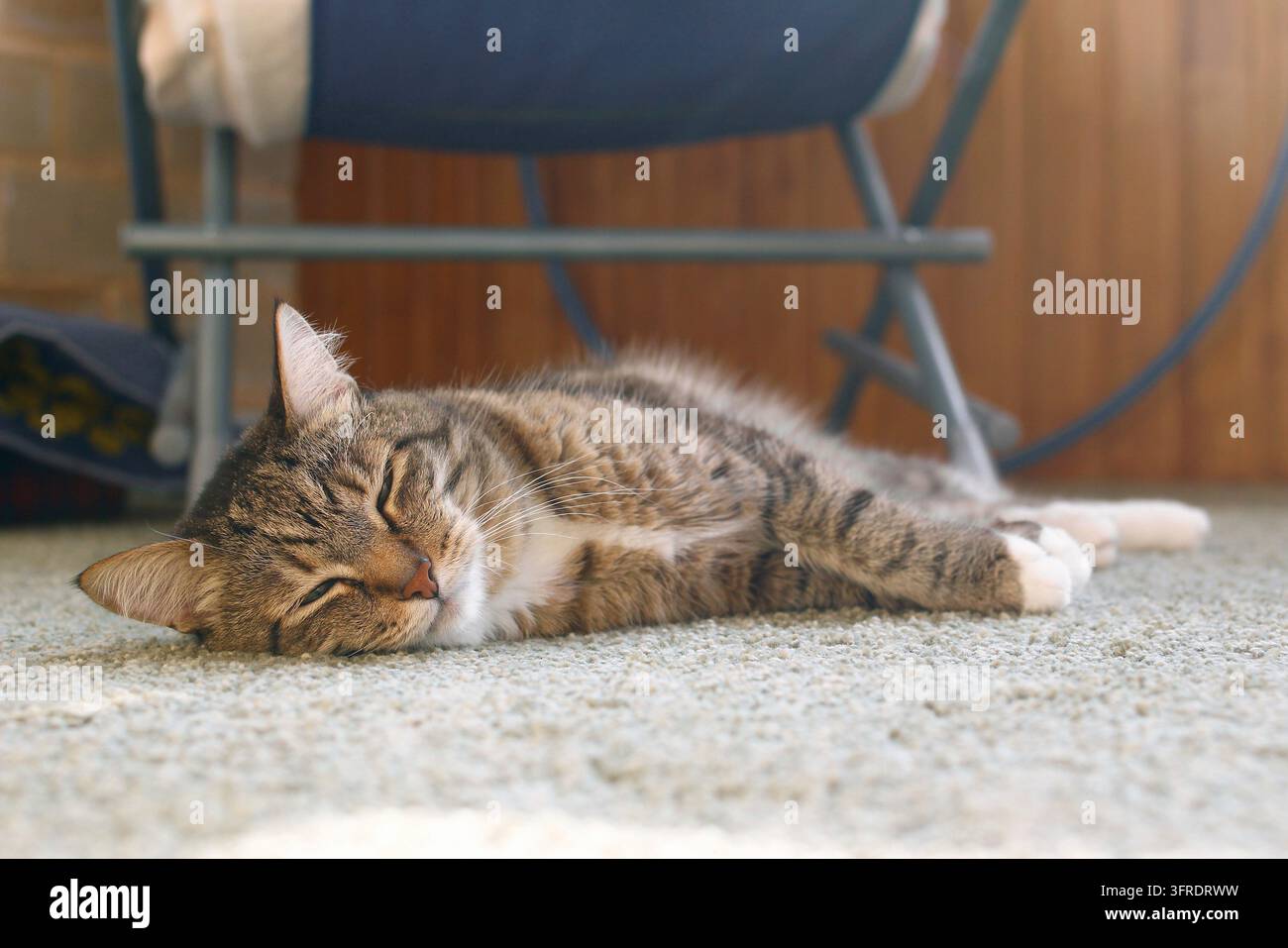 Cute short haired brown tabby cat is dozing on a floor in living room in sunshine Stock Photo
