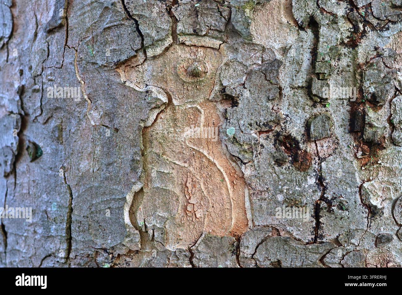 Close up view on very detailed tree bark texture in high resolution Stock Photo