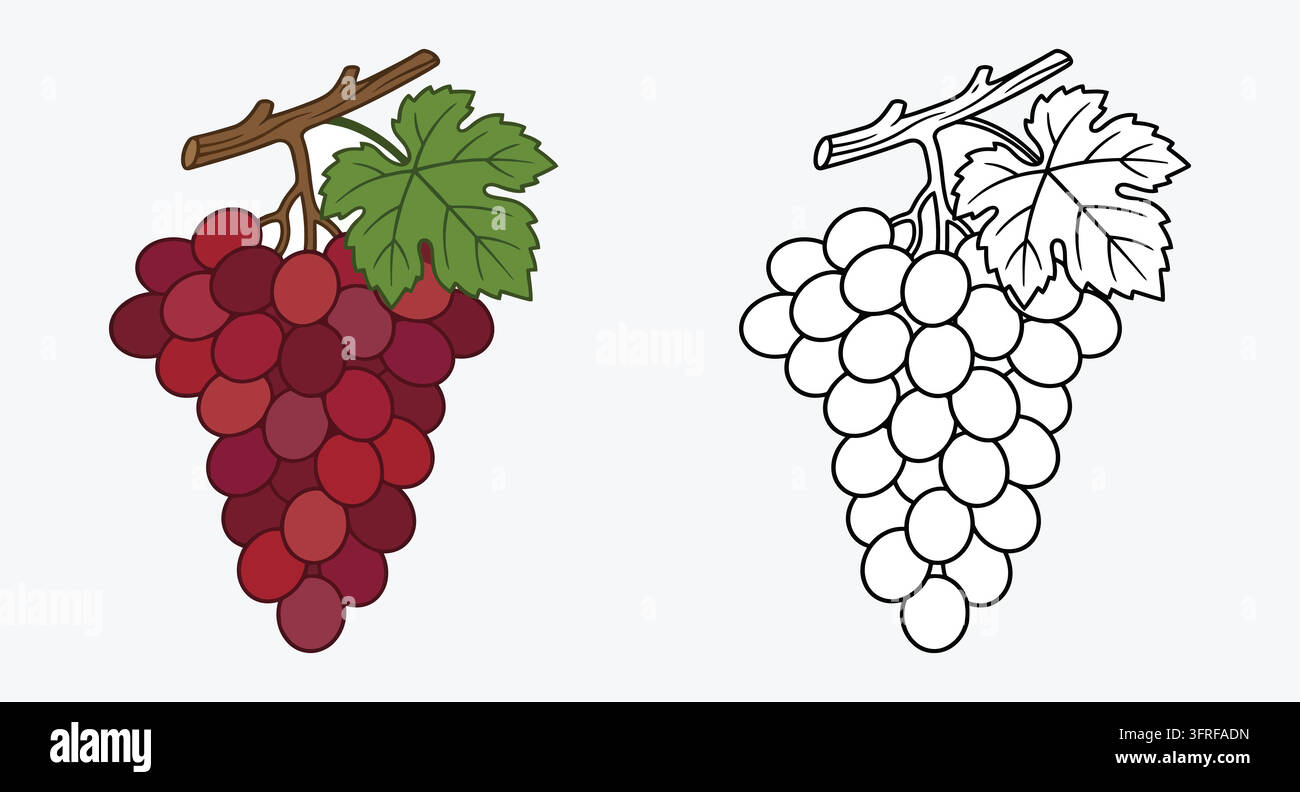 Cluster of red grapes on a stem with green leaf illustration Stock Vector