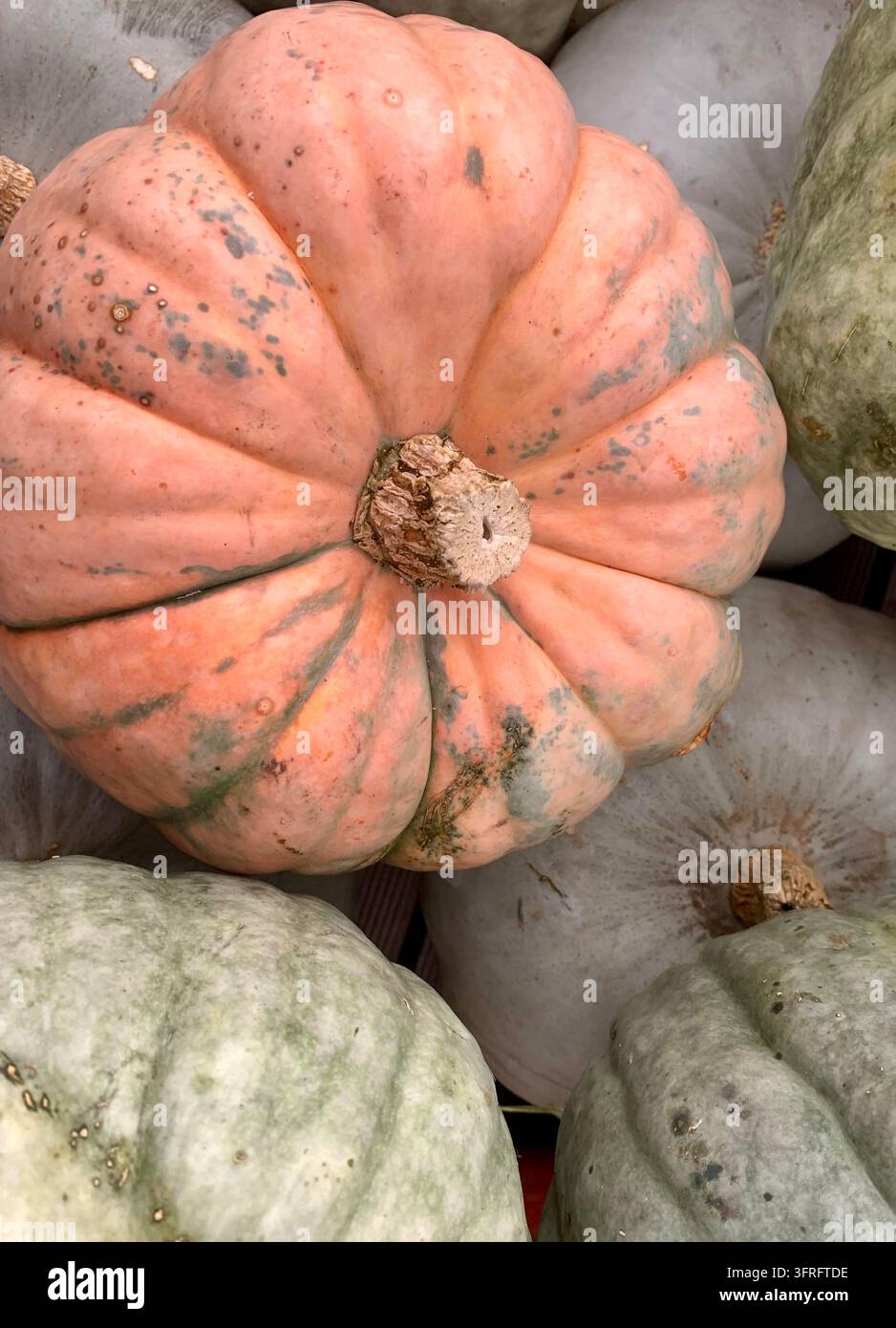 Close-up of a ribbed pink pumpkin among green squash at an autumn market stall - Smartphone Captured Stock Image