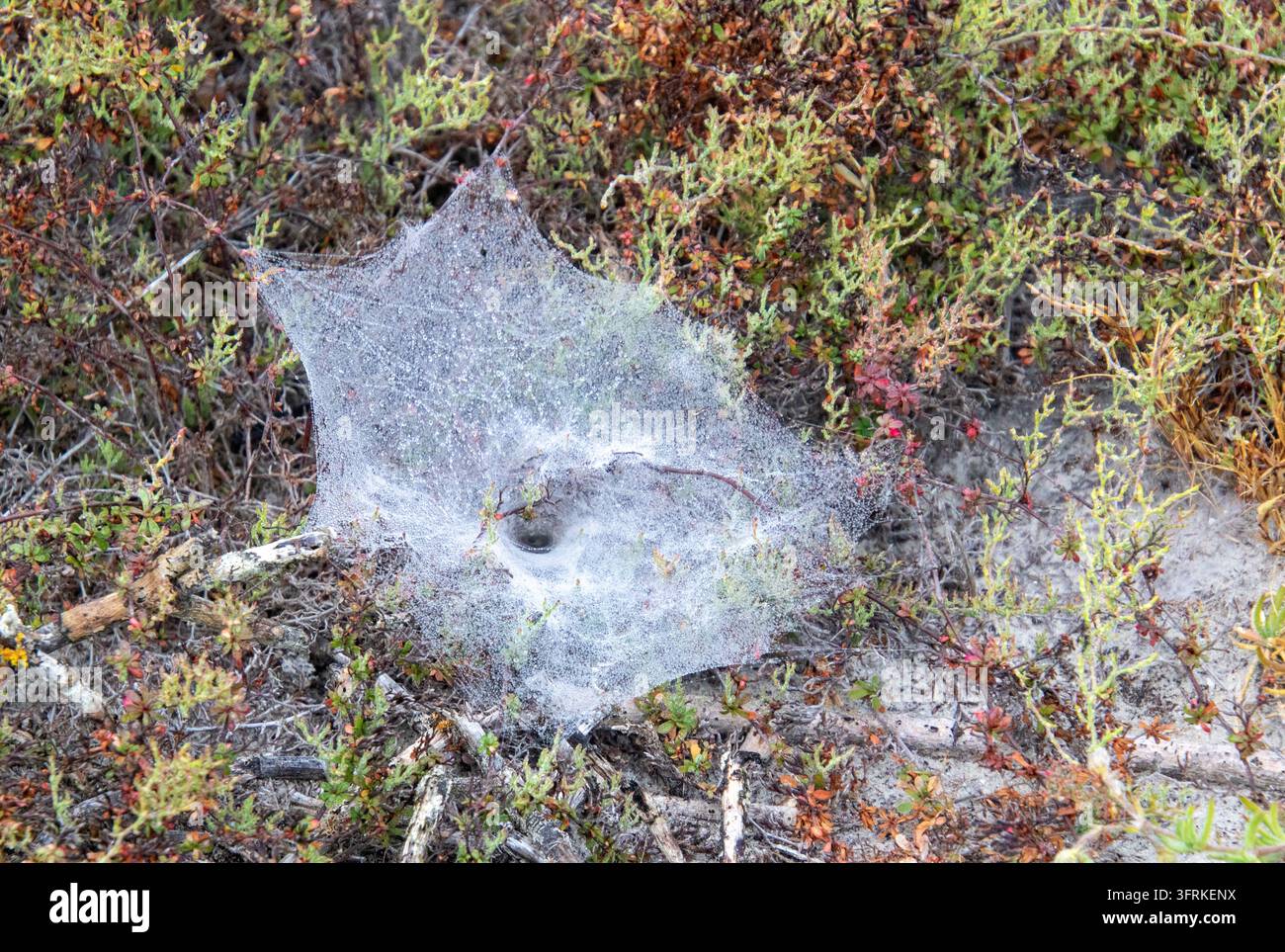 Entrance to a tunnel-web spider web in a sandy habitat on the west ...