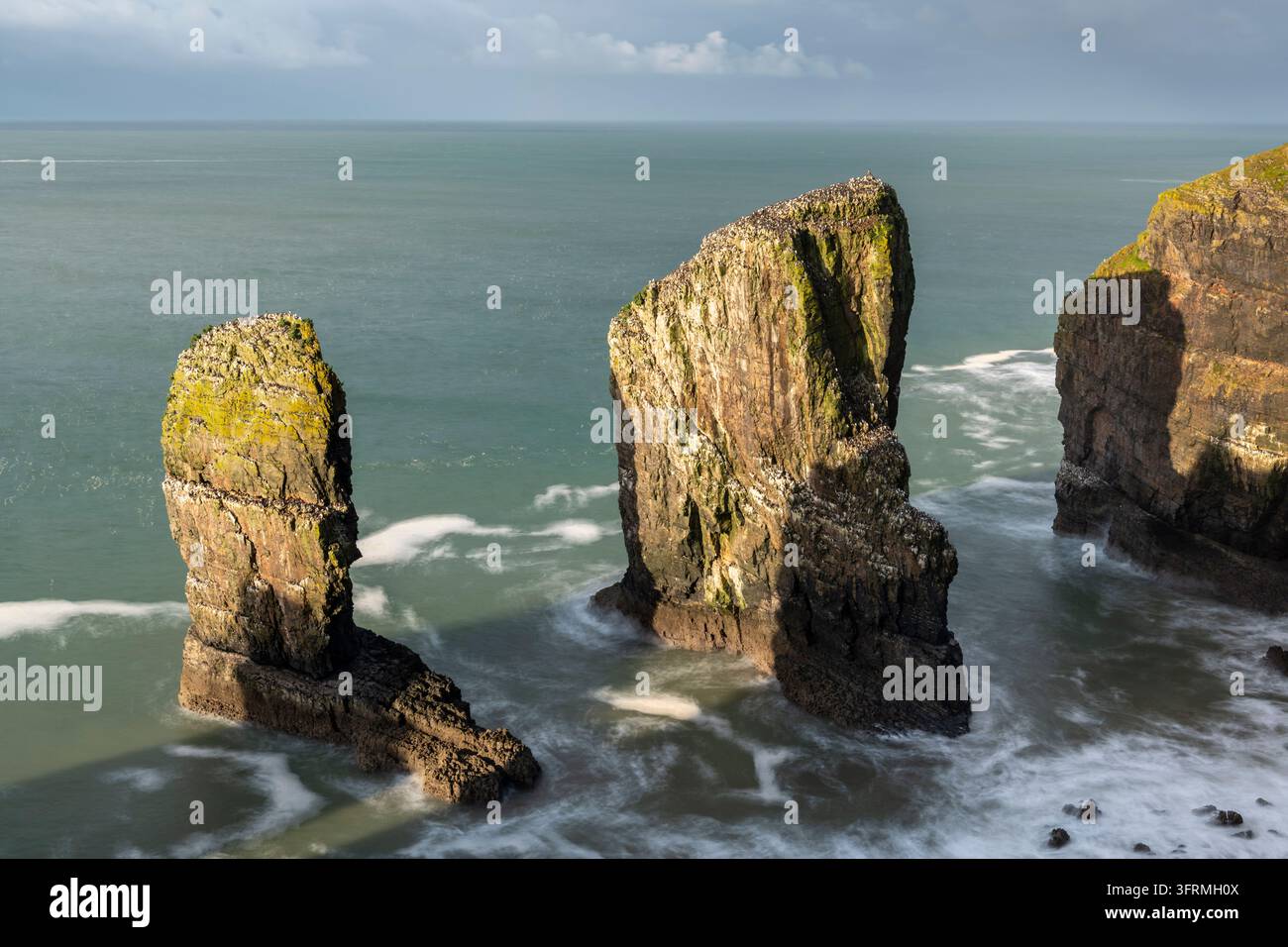 Guillemots nesting on Elegug Stacks in the Pembrokeshire Coast National ...