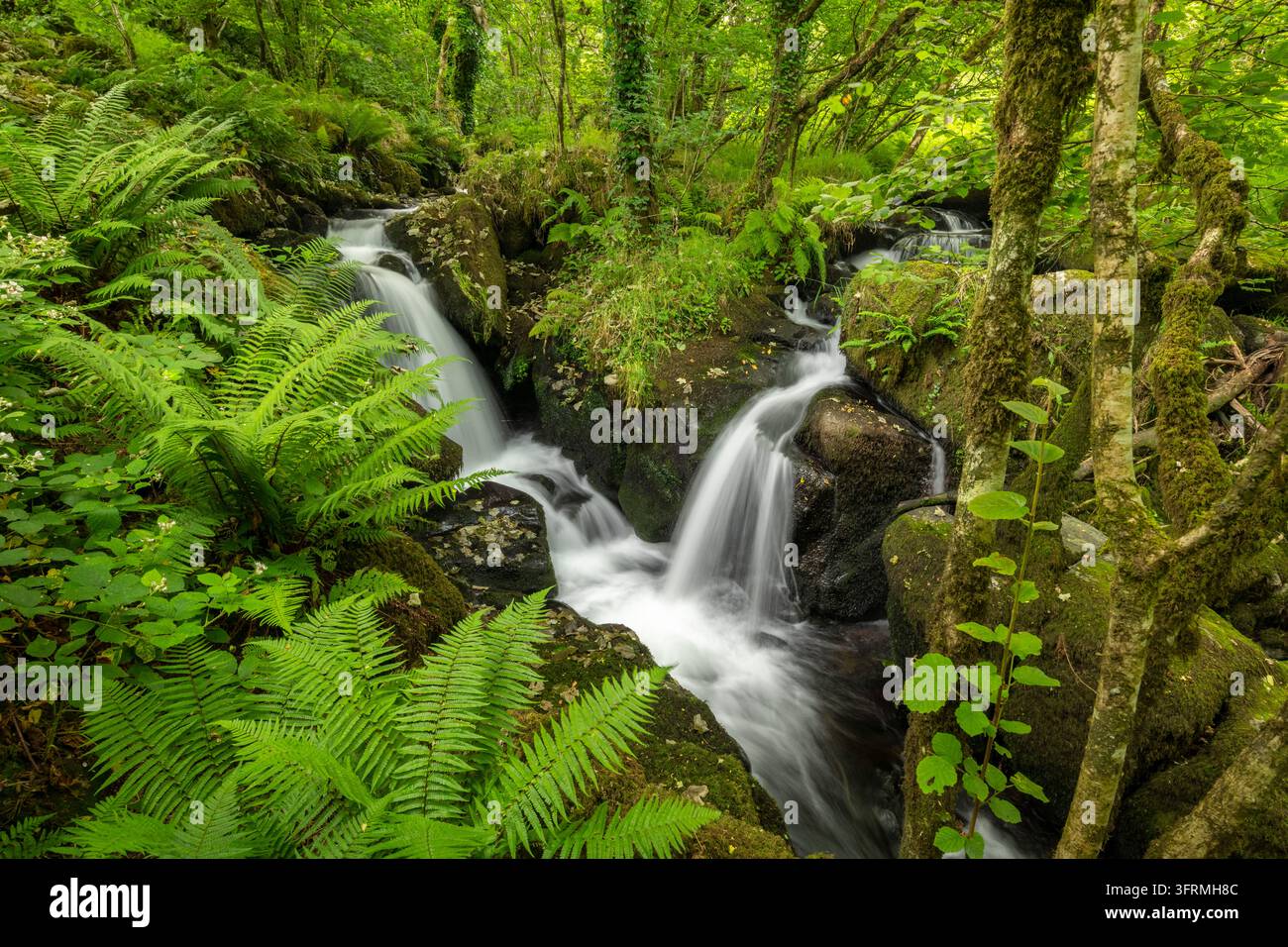 Tumbling waterfalls on a fast flowing stream through a verdant fern ...