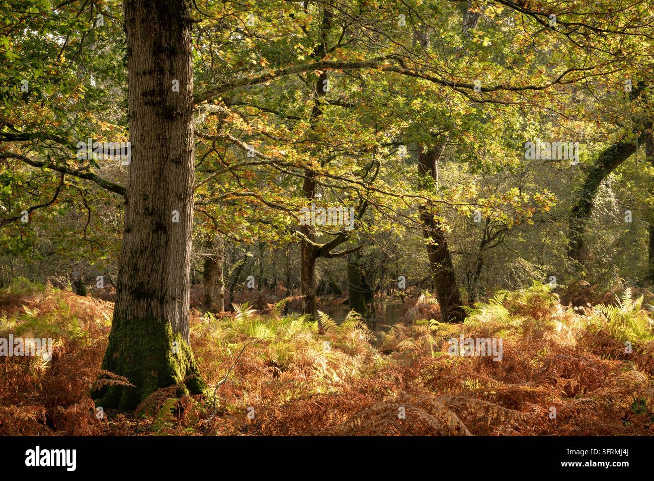 Deciduous woodland on a sunny autumn afternoon, New Forest National ...
