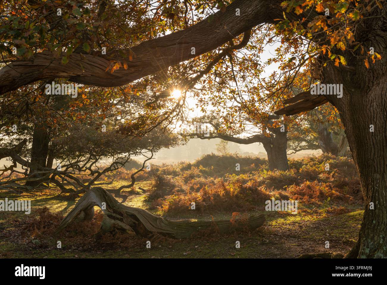 Sunrise on a beautiful autumn morning in the New Forest National Park ...