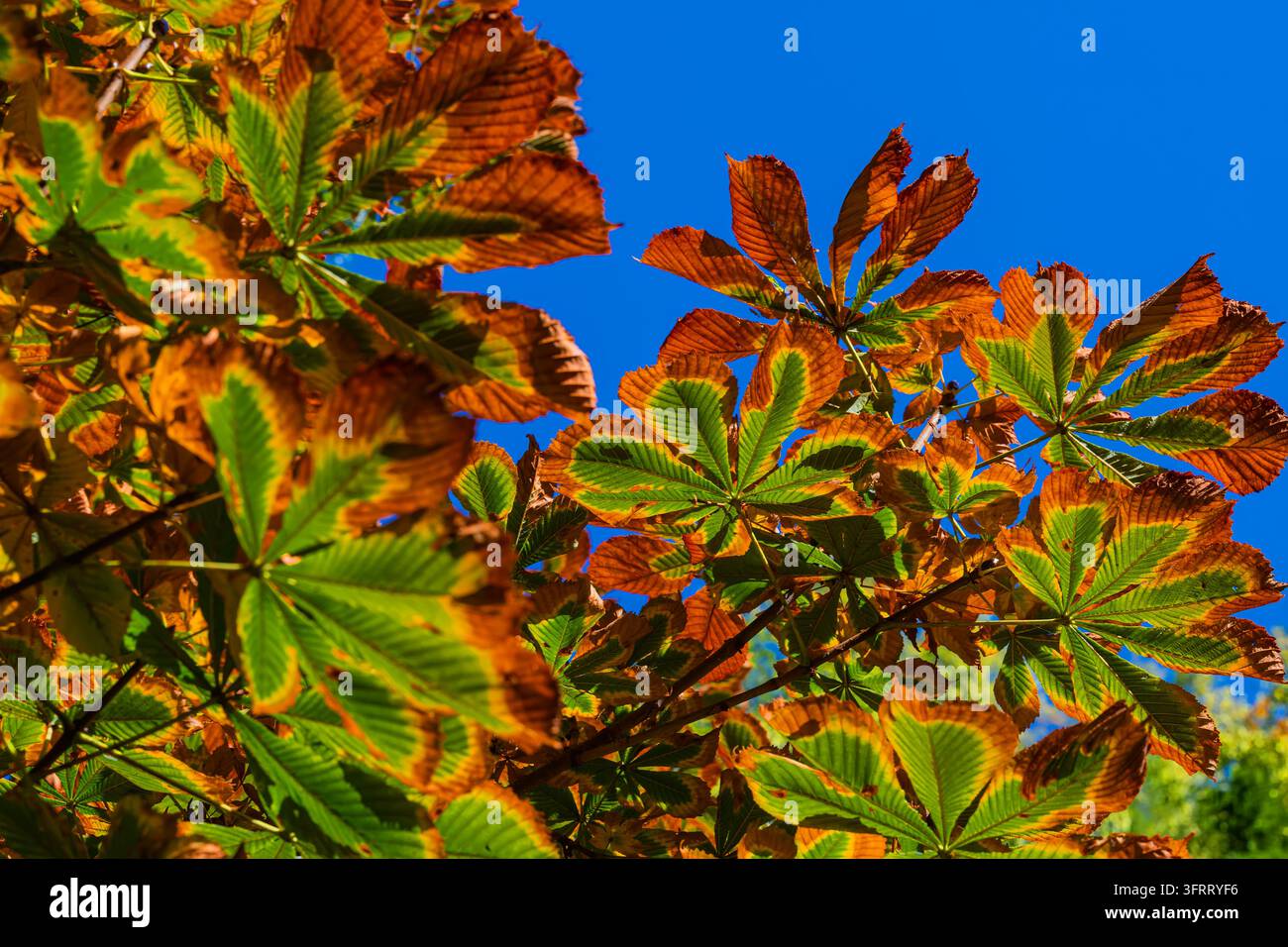 Autumn chestnut leaves changing color against vivid blue sky background ...