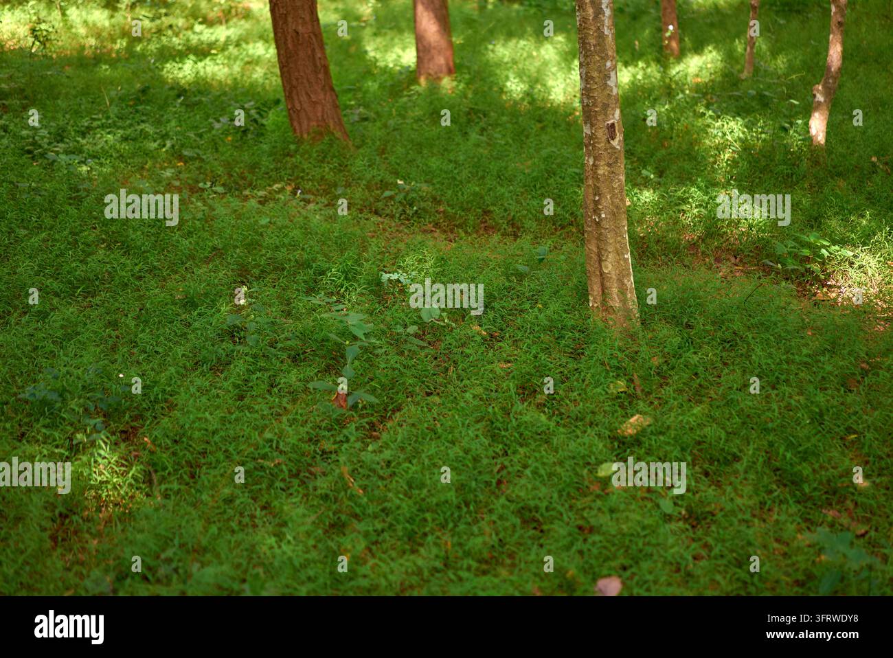 Ground floor beneath hi-res stock photography and images - Alamy