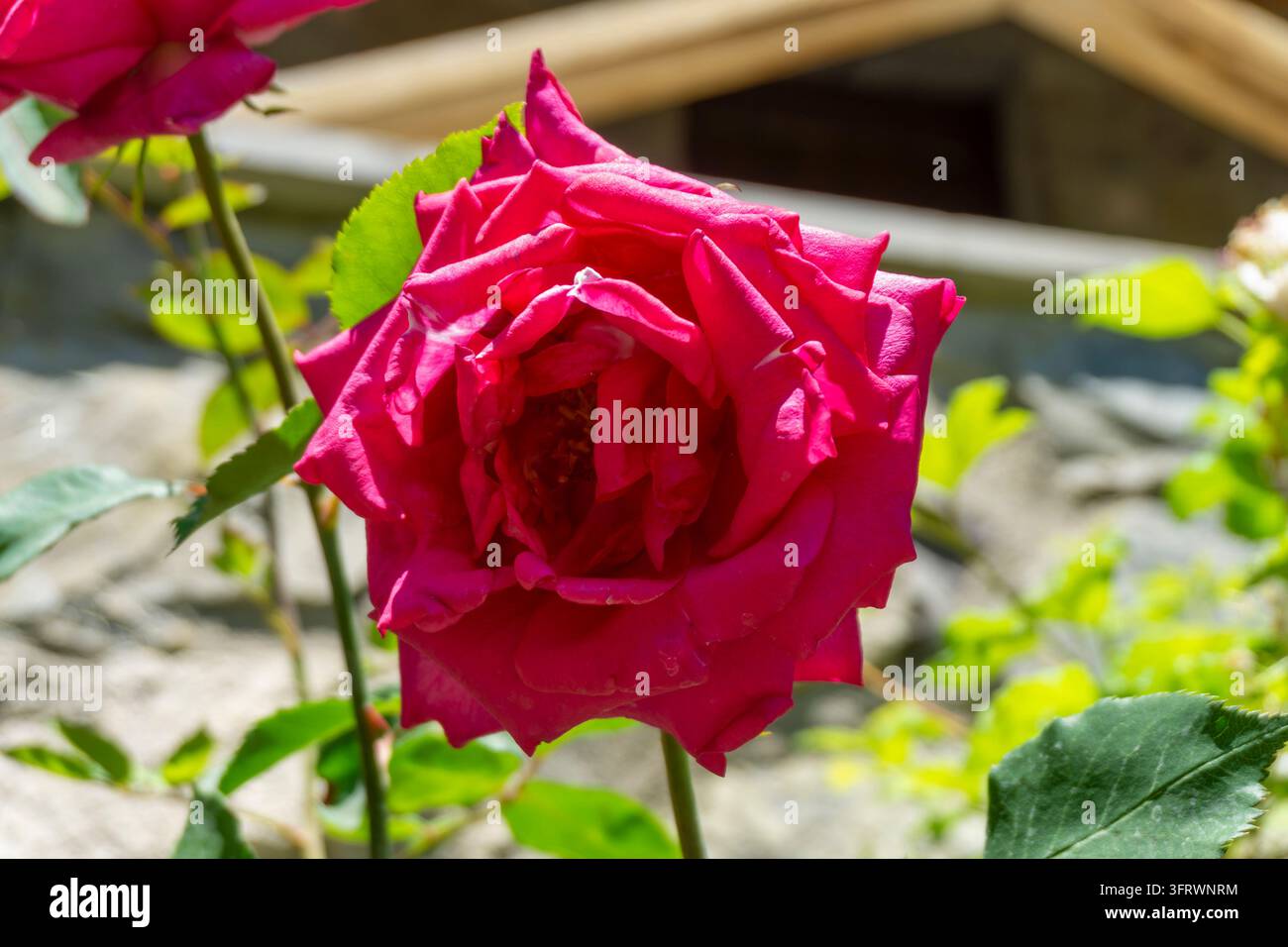 Redv Roses Beautiful bright red rose on a stem. Useful for a greeting card Stock ...