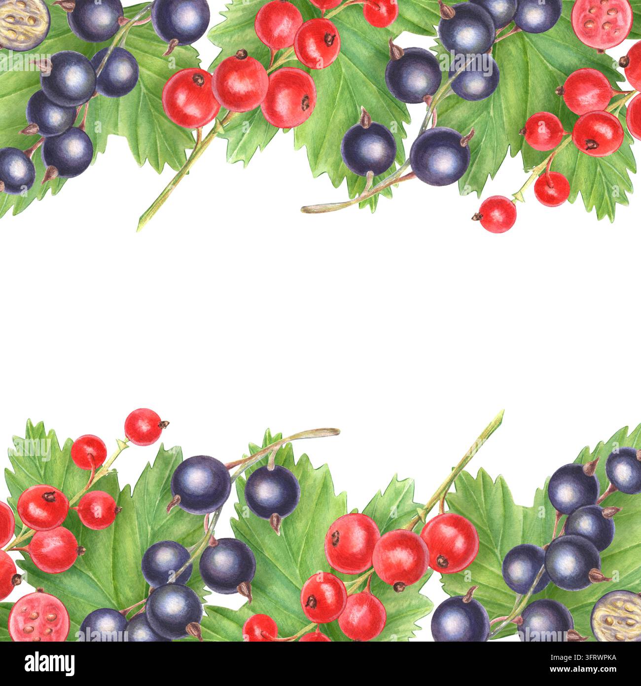 Square frame, black, red currant, leaves. Hand-painted watercolor ...