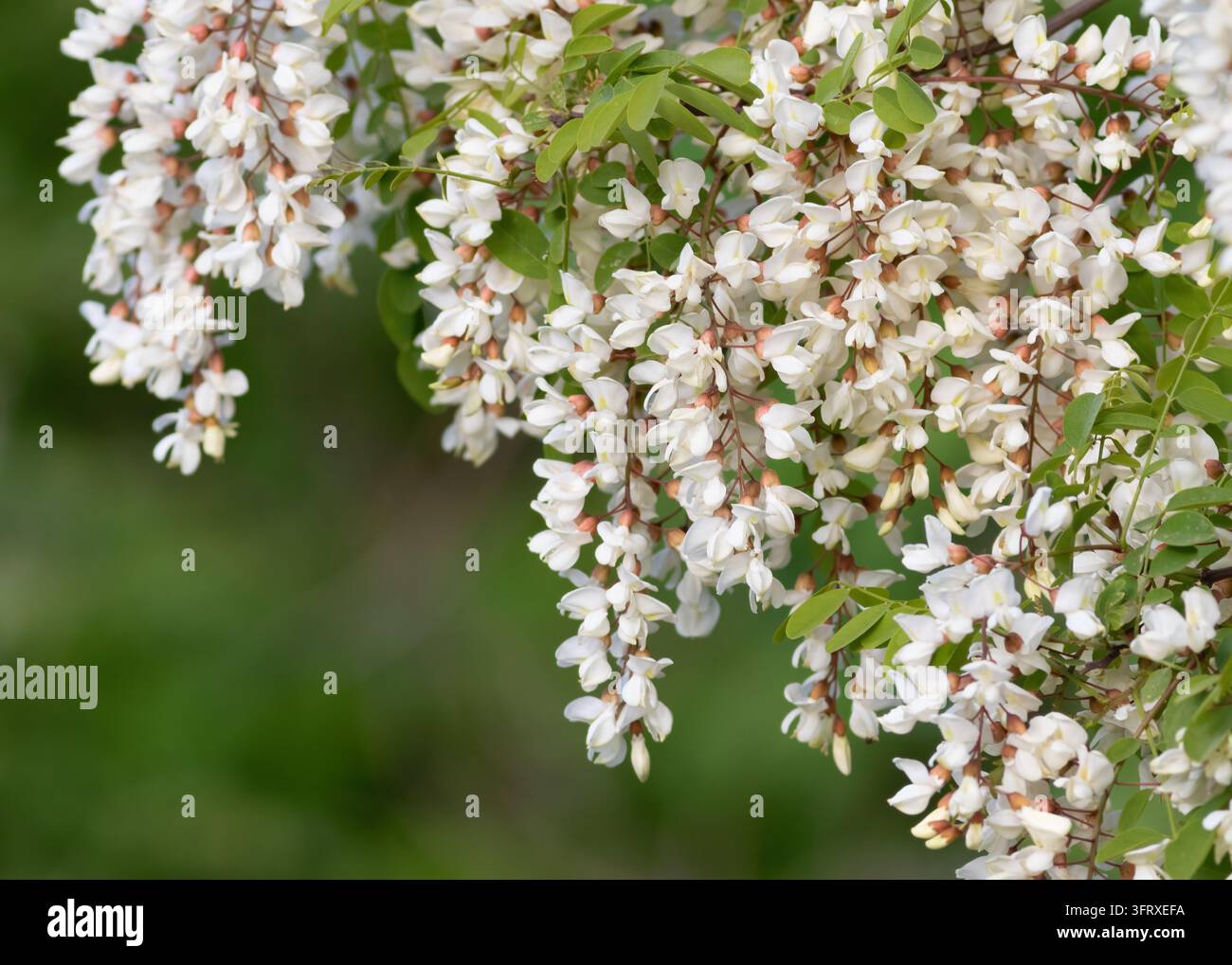 Acacia, Fabaceae, Plantae. A branch of a flowering tree Stock Photo - Alamy