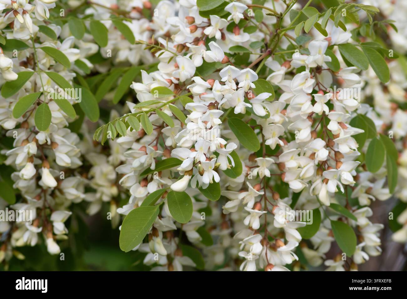 Acacia, Fabaceae, Plantae. A branch of a flowering tree Stock Photo - Alamy