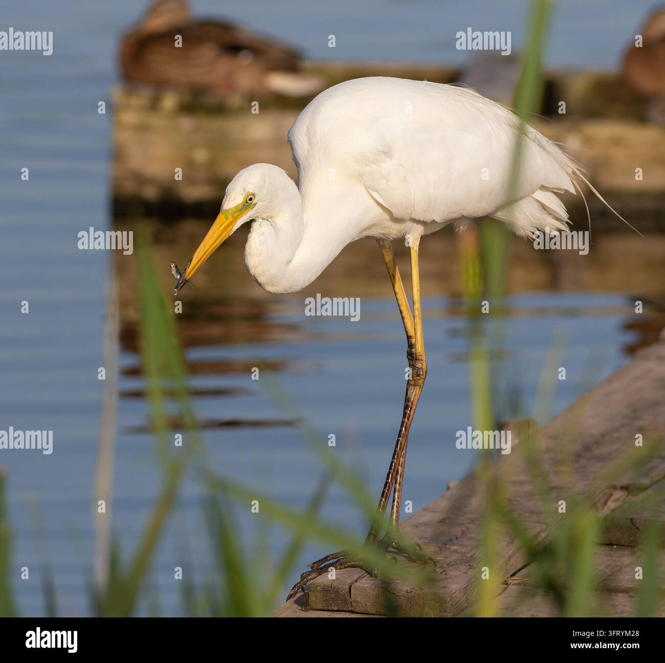 Great egret, Ardea alba. A bird caught a small fish Stock Photo - Alamy