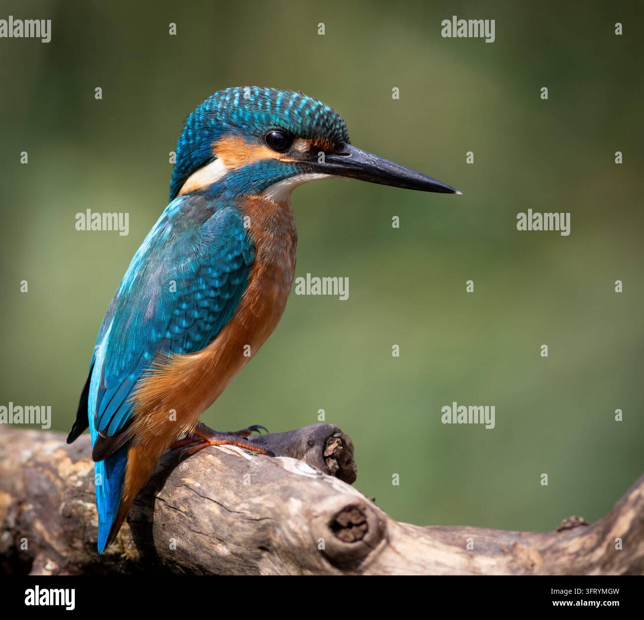 Common kingfisher, Alcedo atthis. A bird is looking at the river ...