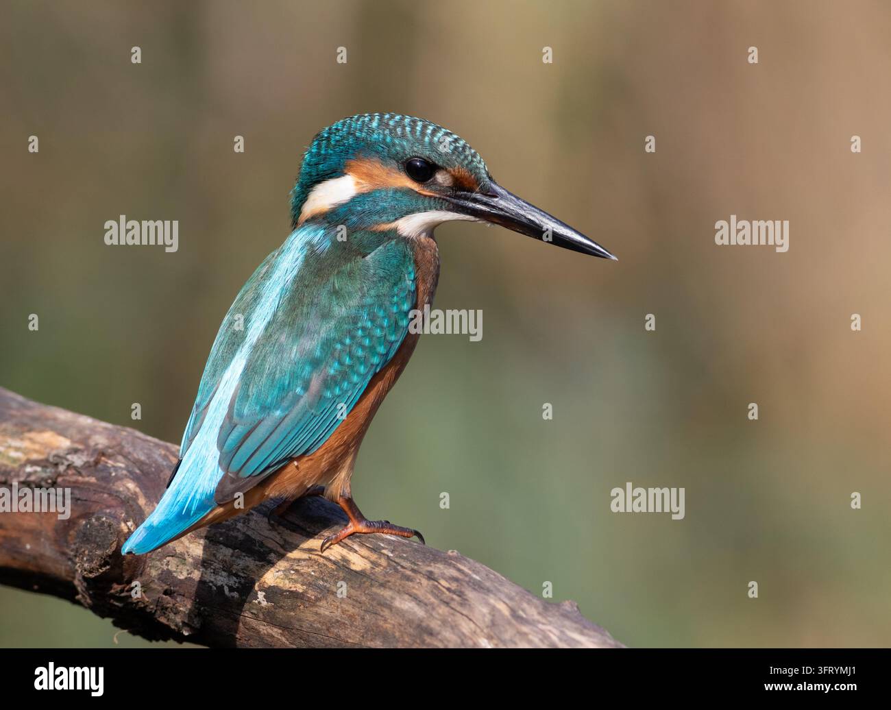 Common kingfisher, Alcedo atthis. A bird is looking at the river ...