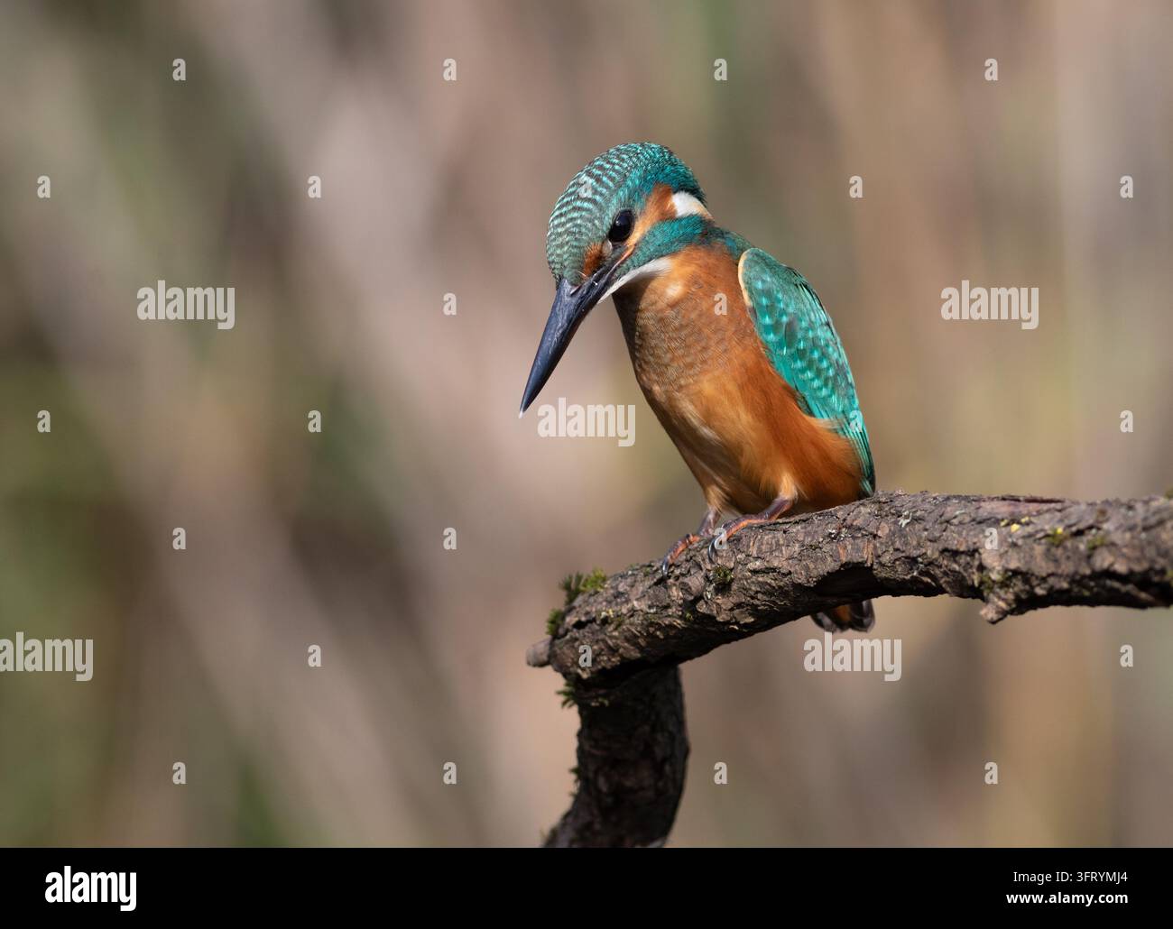 Common kingfisher, Alcedo atthis. A bird is looking at the river ...
