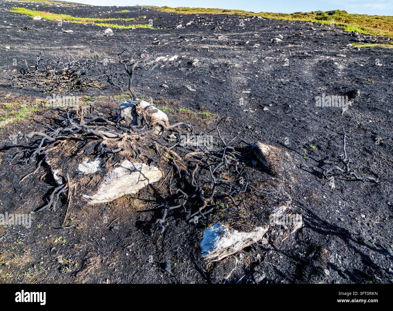 Burned ground from wildfires hi-res stock photography and images - Alamy